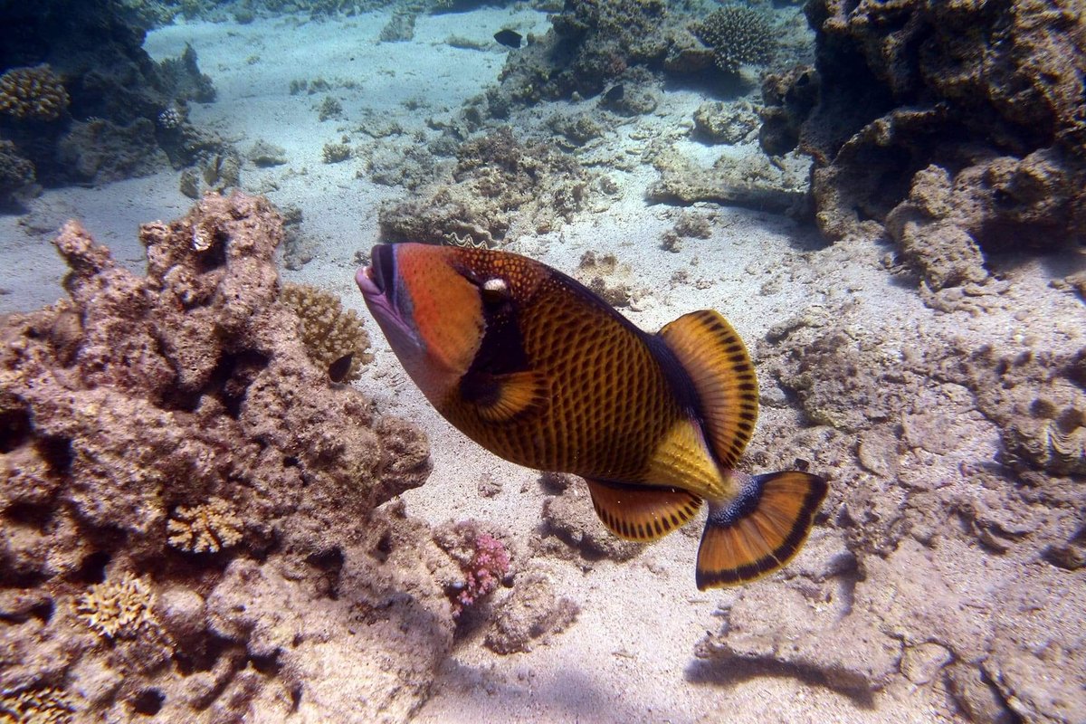DeRedsea's tweet photo. Diving is fun 👌🤿🇪🇬👌 #ahmednemo #diving #Egypt #enjoylife #fun #marsaalam #ocean #Redseadiving #RedSea #scuba #scubadiving #underwater #underwaterphotography https://t.co/fvRSTKobZ6