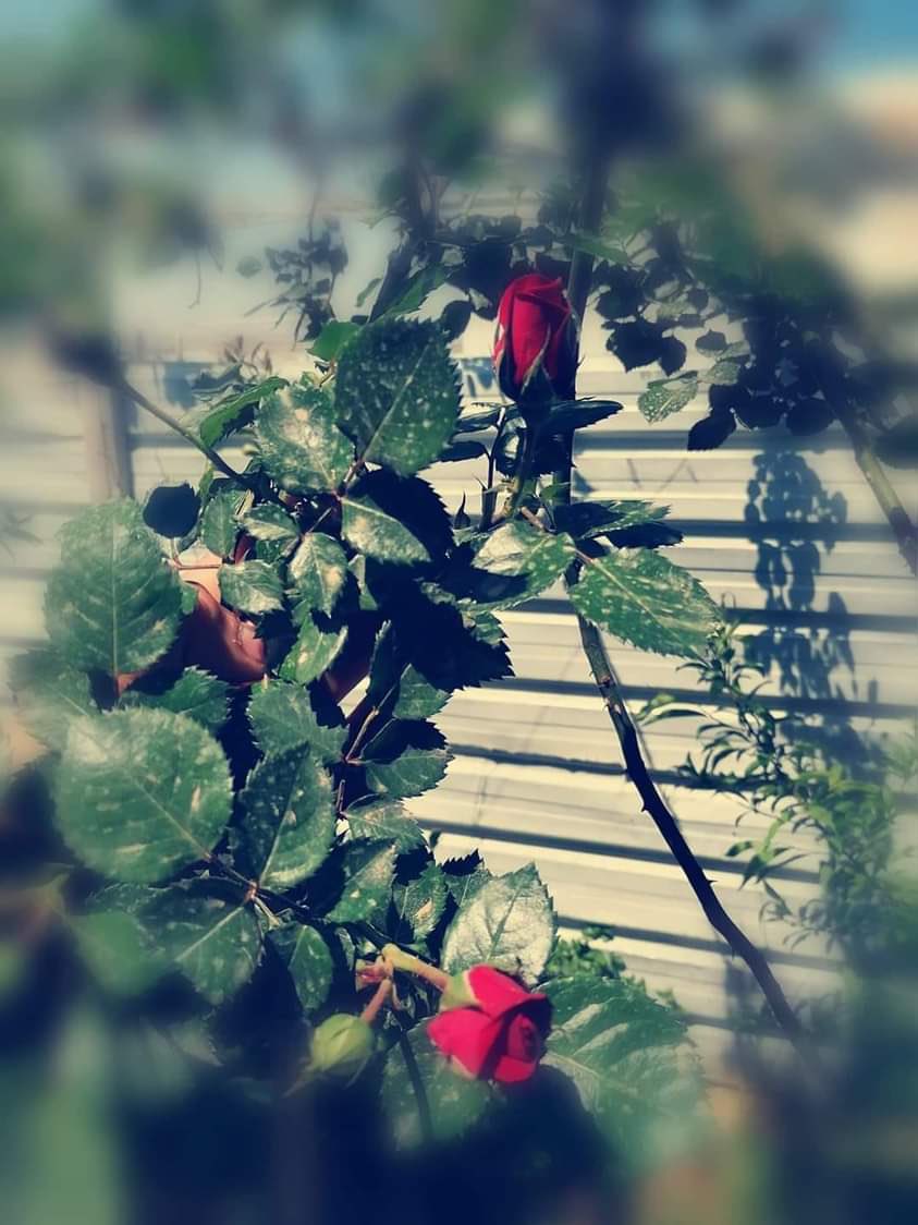 js1__'s tweet image. -
ستنمو أحلامك رُغم شوكِ الحياة زهراً أنيقـاً

#صباح_الخير 🌼