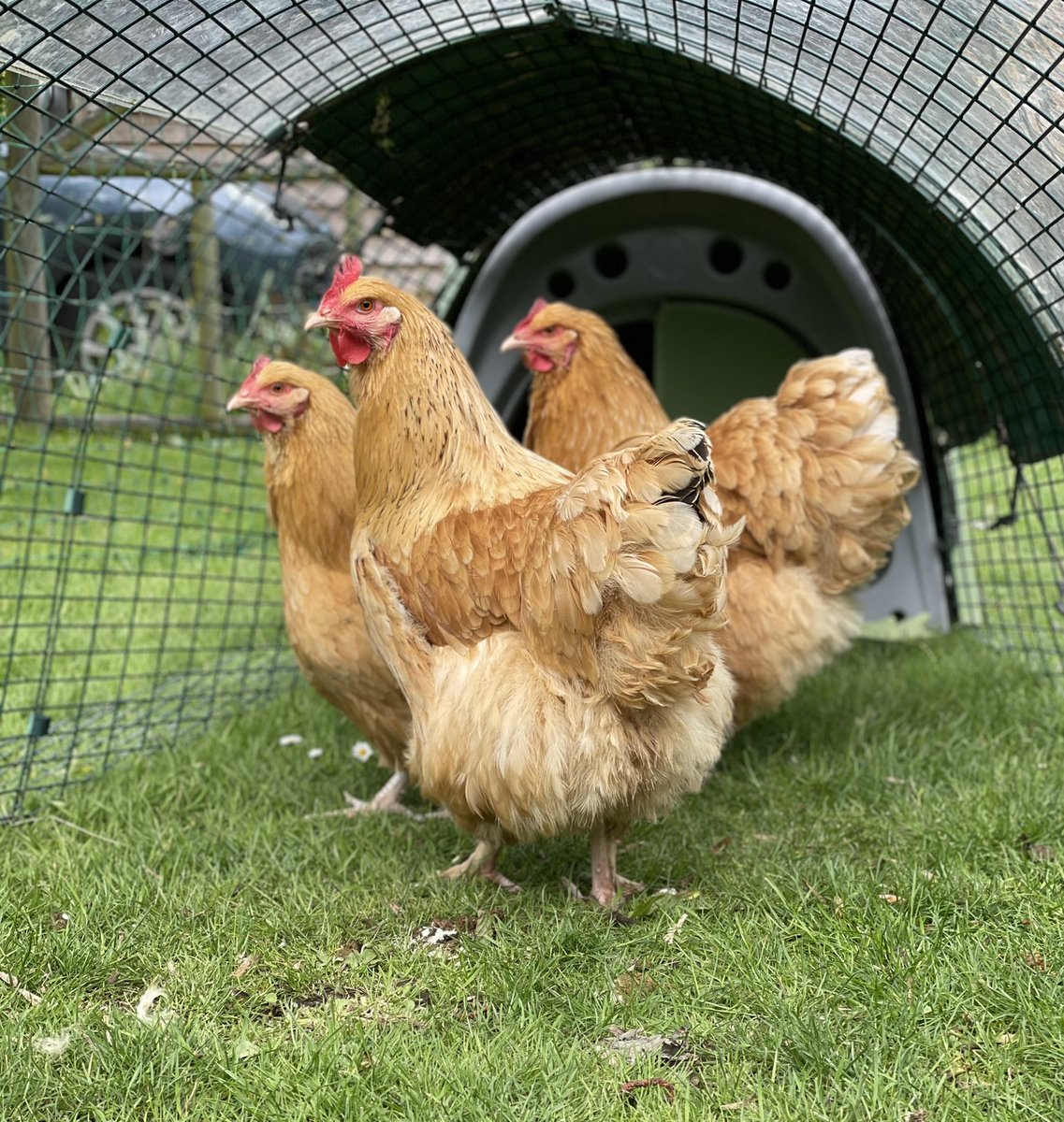 surfnirvana's tweet photo. My lovely new Buff Orpingtons are settling in well. Welcome Buffy, Bertha and Belinda. #orpingtons #chickens #poultryinmotion https://t.co/YKOLZVJOH6