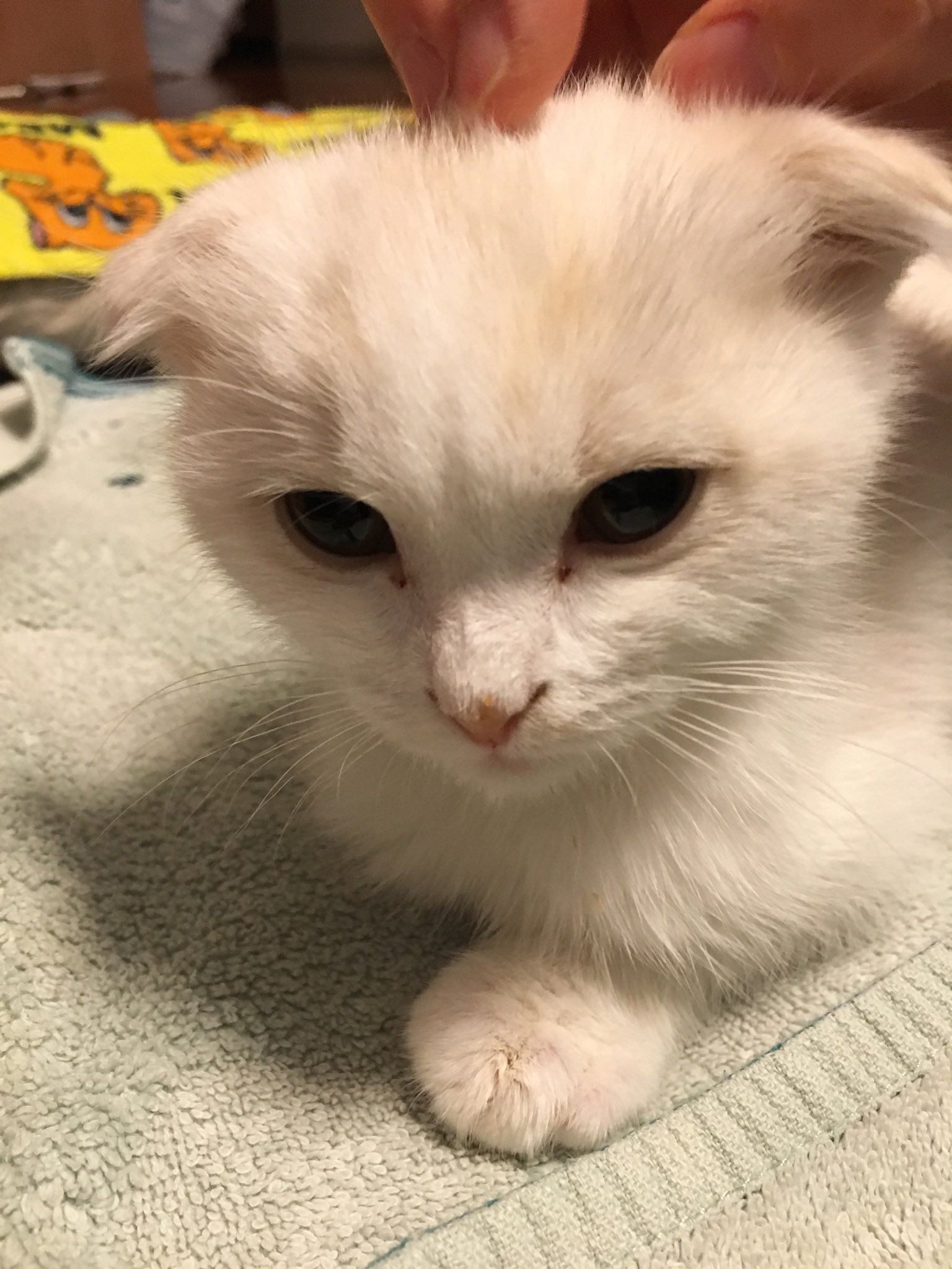 Dr ミケ猫 Drmikeneko Twitter