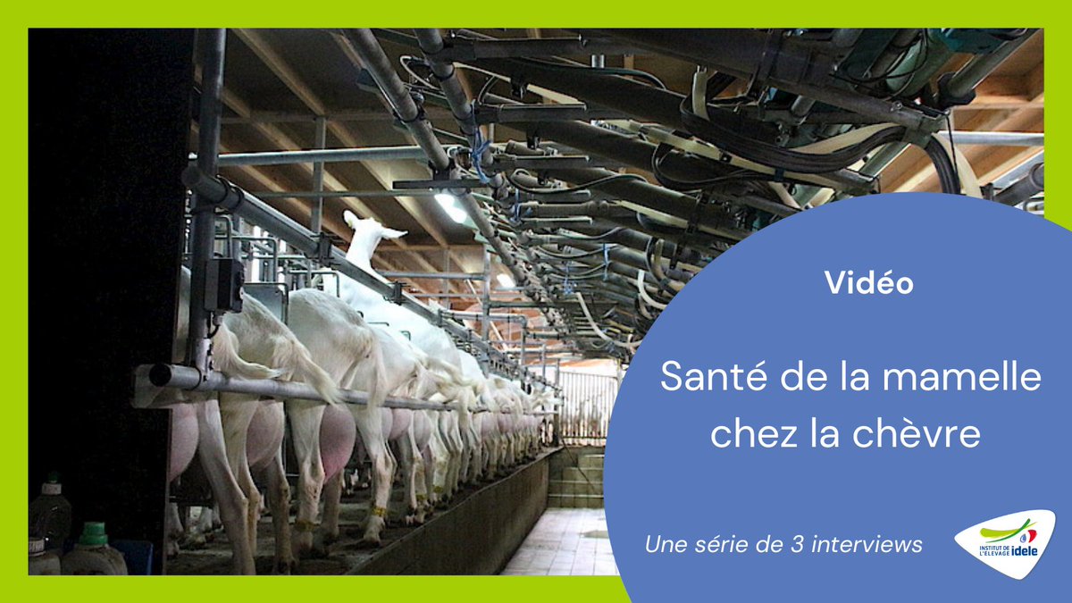 InstitutElevage's tweet photo. #interviews | Santé de la #mamelle chez la 🐐
👉 3⃣ interviews d'acteurs ayant contribué au programme #Traite et #cellules
B.Deltour - GDS 26 : https://t.co/Q6iltboLad
P.Martin - @capgenes : https://t.co/Xy8jKmFHul
D.Girard et V.Moinet - CA 79 : https://t.co/5bAdEv9EkT
@anicapfr https://t.co/mqTTo8N6le