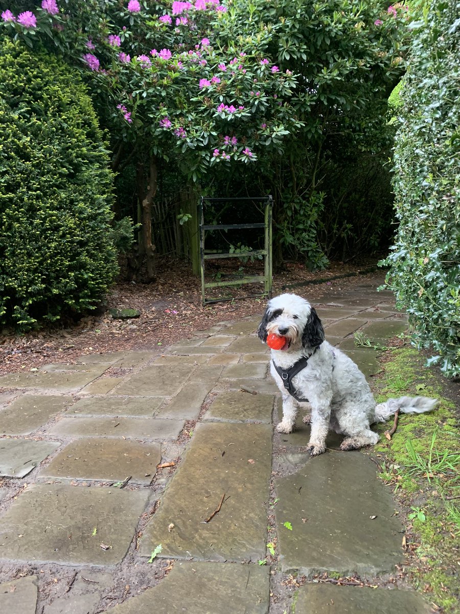 New obsession #PhotoChallenge2021May? Try just plain obsession, all the time, every minute, everyday! I 💜 my 🔴 #schooldog #dogsoftwitter #sproodle #ballmad #dogs