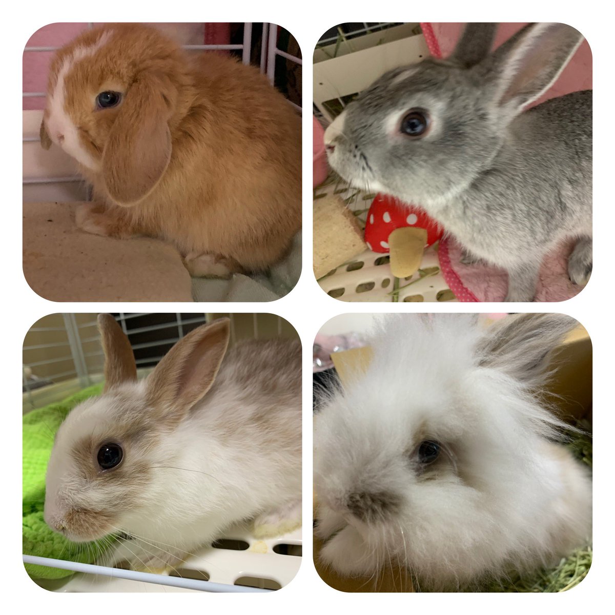 moppumam's tweet photo. 我が家のかわいいお友達♥️
中々ひとりずつ紹介するタイミングがないので…笑
みんなそれぞれかわいいです🥰✨

#動物好きな人と繋がりたい
#爬虫類
#うさぎ
#チンチラ
#猫ちゃん
#犬好きな人
#ハムスター
#エキゾチックアニマル集まれ https://t.co/7wjyWp2aMN