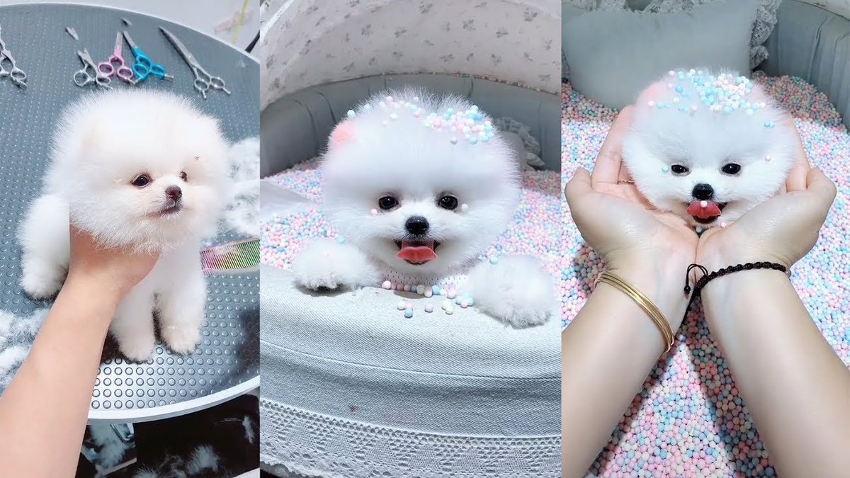 Cute Puppy - Cute and Funny Pomeranian Videos Credit:  https://t.co/ag2kV8qQBl Tages: #cute #puppy #baby #dogs #Baby_나도_안꿀려 # puppies #baby49 #pets #funny #dog #foryou 😘🥰😂😍, image size:1200x675