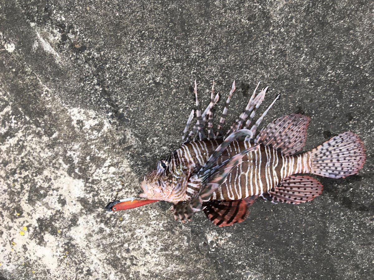 離島のしゅ一た ミノカサゴ食べれるんか 毒針怖いからリリースするけど 離島のしゅ一た ミノカサゴ食べれるんか 毒針怖いからリリースするけど