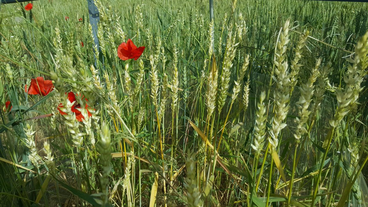 #Ants are eating our wheat yield in the open-top chambers in #INIA_LaCanaleja @INIA_es! They seem to be enjoying the warmer temperatures and more mature wheat grains 😕
#CLIM_BIOSOIL