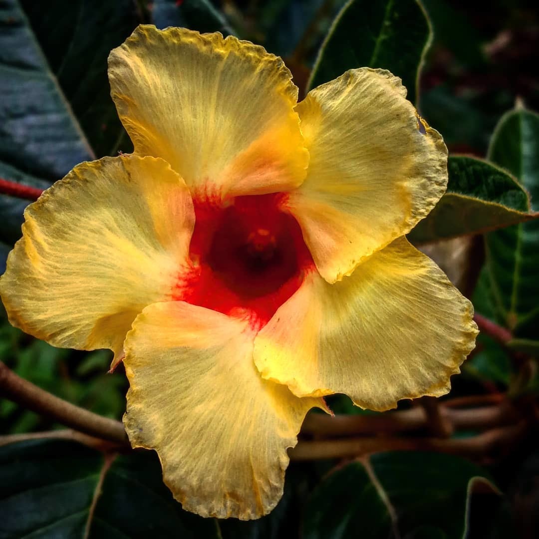 Floresteirosbr's tweet photo. A natureza é realmente incrível!

Felicio dos Santos-Mg

Karine Almeida
@almeida_99k

#fotografias #engenhariaflorestal #concursodefotografias #concursodefotos #photograph #paisagem #meioambiente #clickflorestal https://t.co/eVh9g8ueVh