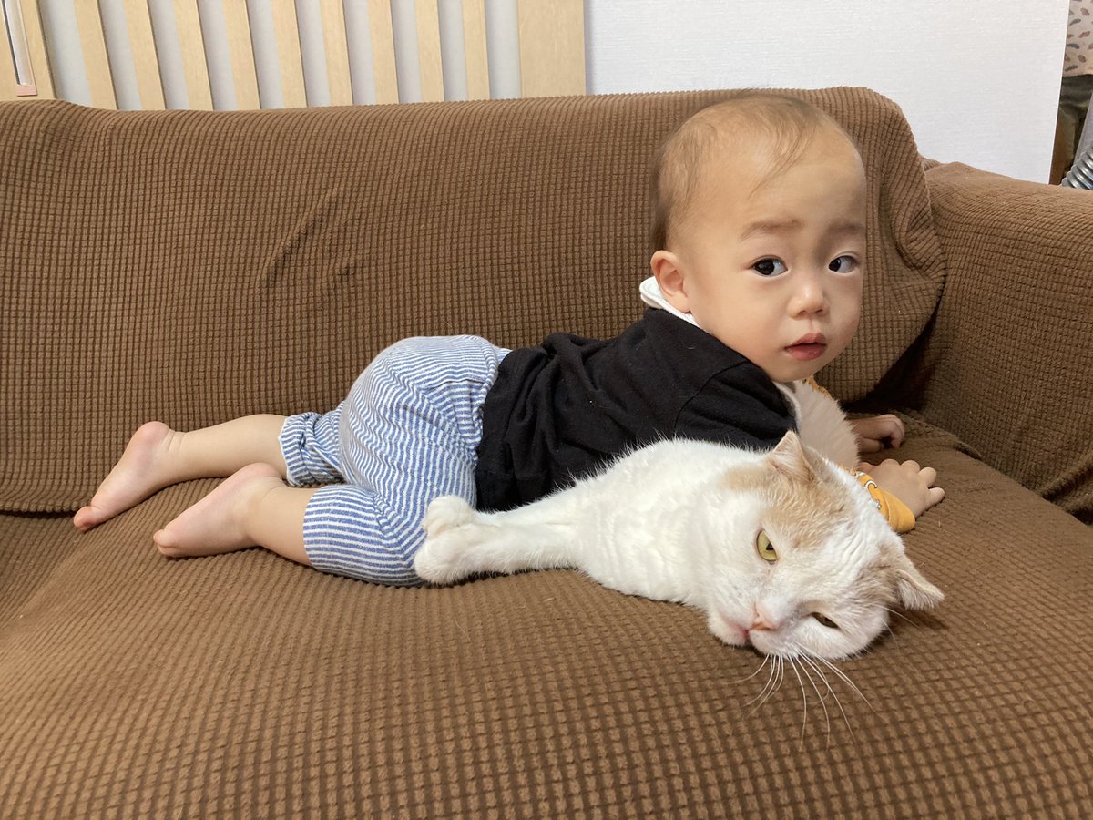 12Makuri's tweet photo. 大好きすぎて近くに行きたいんだろうけど、ニャン様からしたら色々重すぎる https://t.co/HwH85xzldw