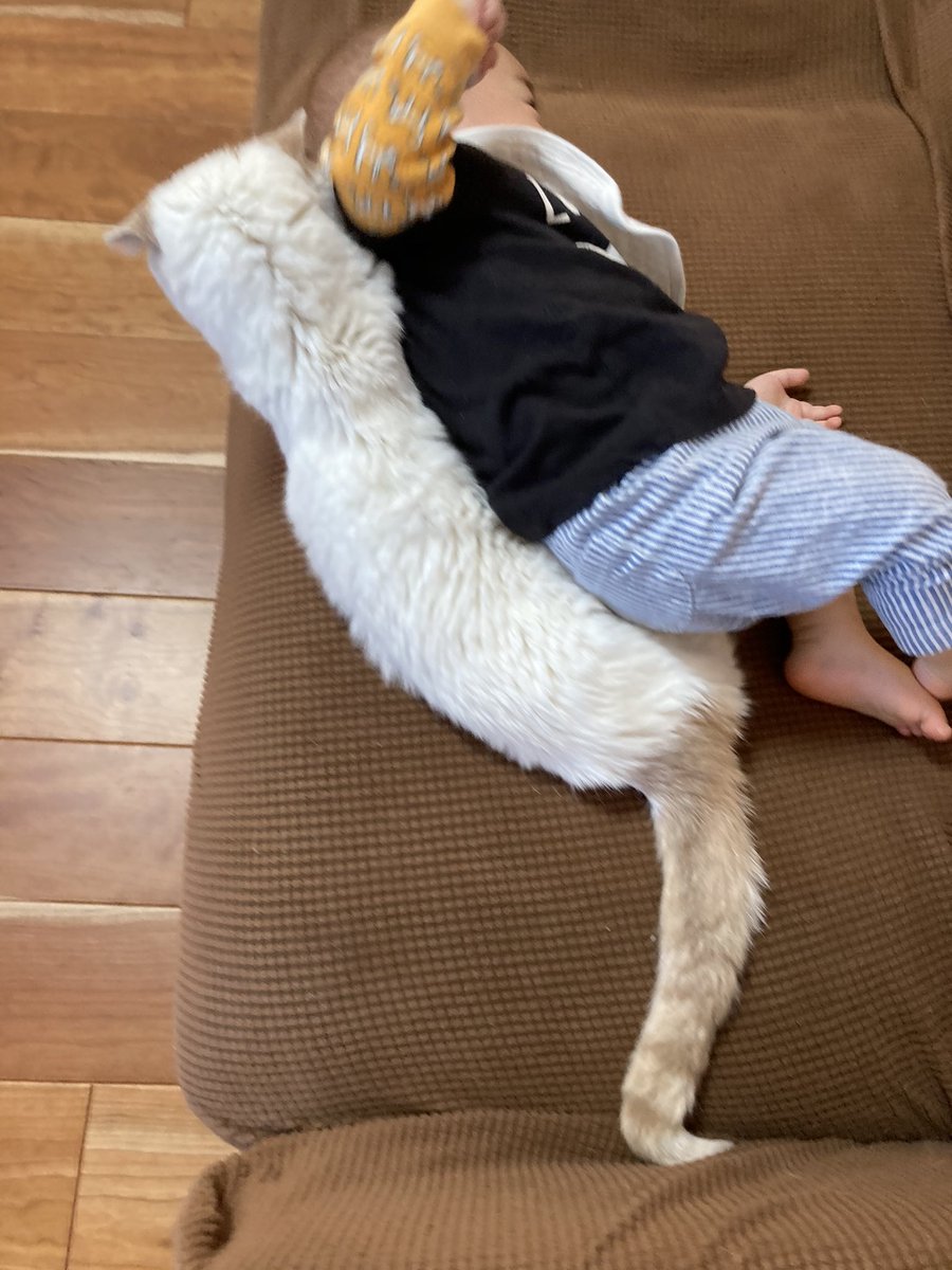 12Makuri's tweet photo. 大好きすぎて近くに行きたいんだろうけど、ニャン様からしたら色々重すぎる https://t.co/HwH85xzldw