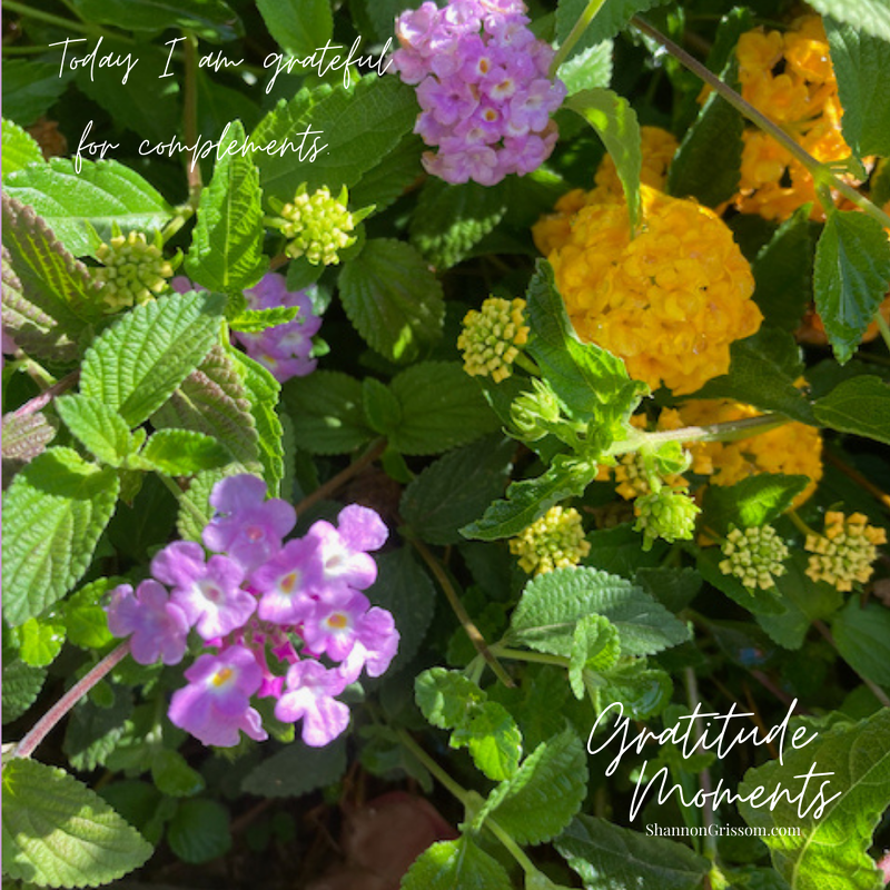 ShannonGrissom's tweet image. Happy Tuesday!
Today I am grateful for complements.
Purple and yellow complementary colors make me happy!  #complementarycolors #complements #Grateful #gratitude #gratitudemoments #lantana #purple #yellow

shannongrissom.com/?p=16485