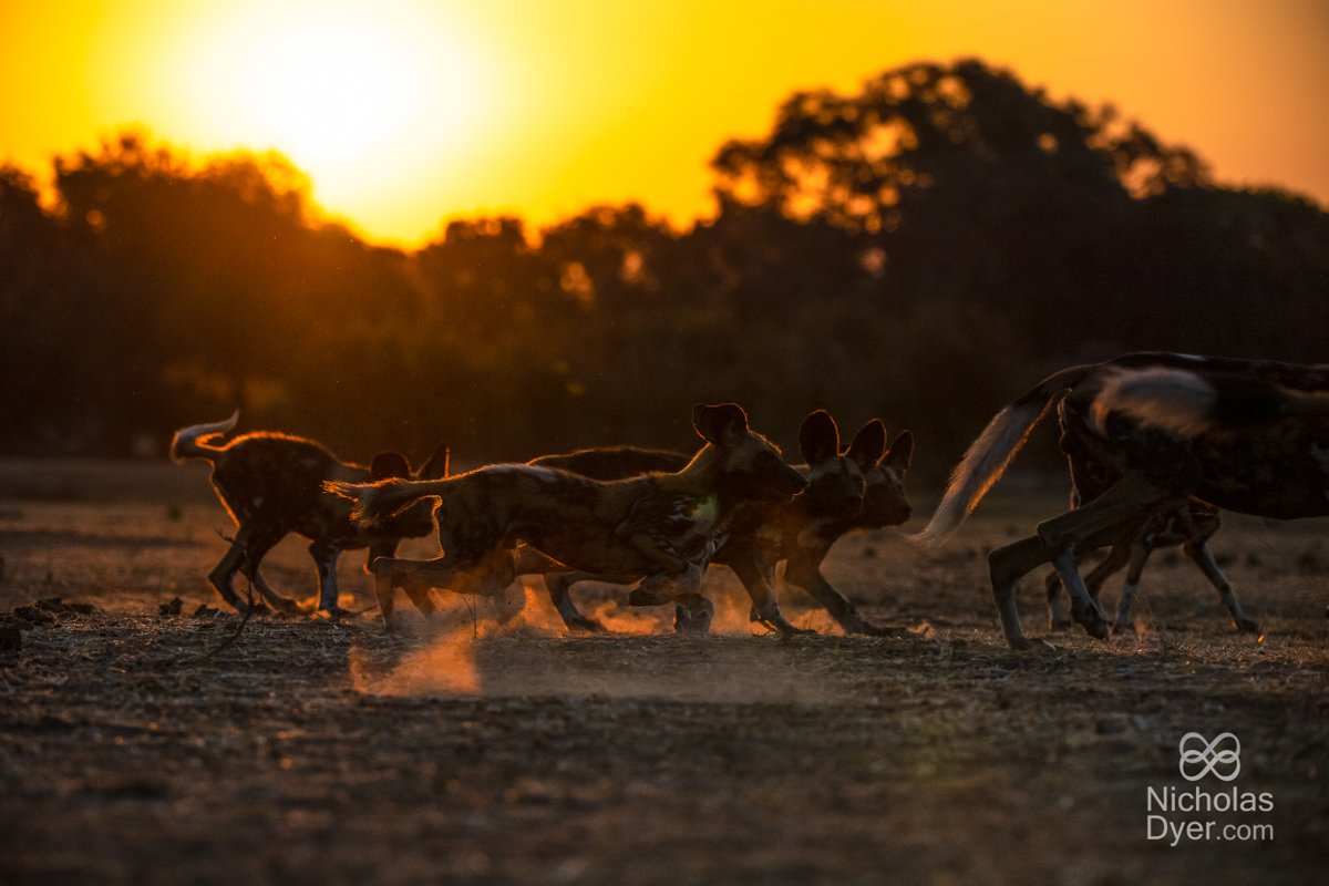 Celebrating the home of wild beauty #HappyAfricaDay.
Happy Africa Day from all of us at Painted Dog Conservation.

#africa #savethepainteddog #wildlife #conservation 
Photo Credit: @nicholasdyerpix