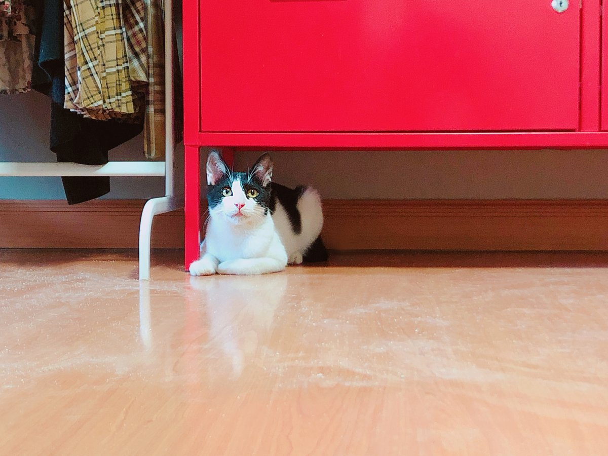 길에 살 땐 밥 시간에 맞춰 기다리다가 눈이 마주치면 도망가던 아이였어요. 그때마다 "잘하고 있어, 계속 그렇게 해야 돼"라고 말했지만 이제는 도망가지 말라 하니 이해하려면 시간이 좀 걸리겠지요. 이 아이에게 안전한 집을 찾아주고, 다시는 닫힌 창 앞에서 기다릴 필요 없다고 말해주고 싶어요.