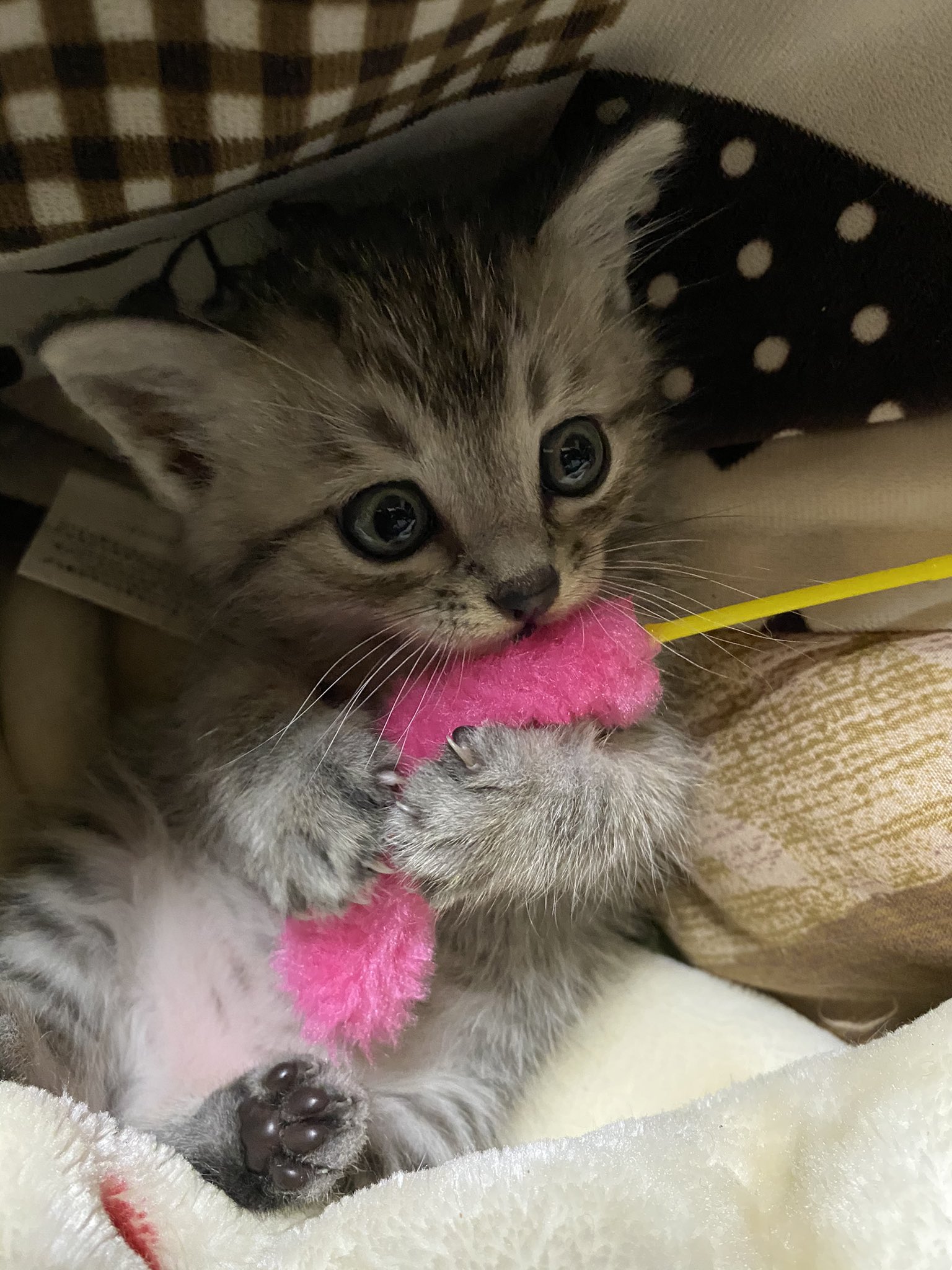 ジャコマル Busqueda De Twitter Twitter