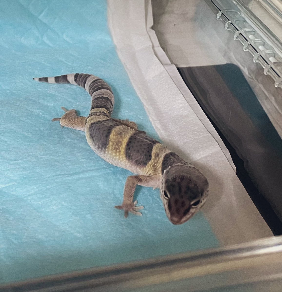 茂呂おりえ Oriexyz Twitter