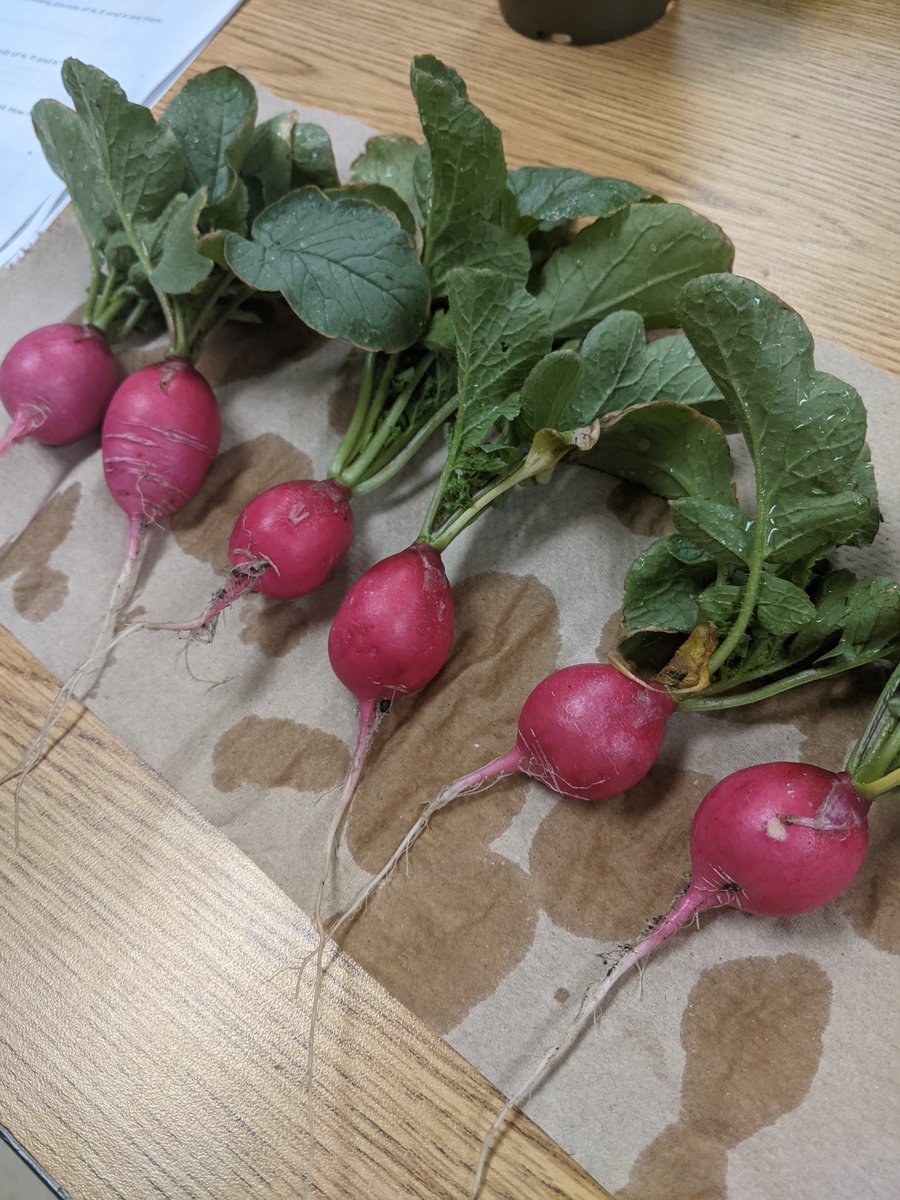 CHSAggie's tweet photo. Our first harvest of the season. https://t.co/9eNl3ty4Yt