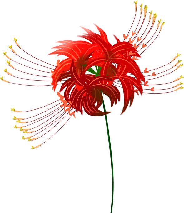 彼岸花れんしゅう 