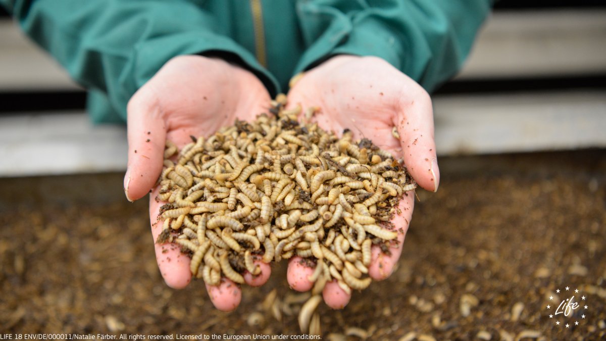 LIFE Programme tweet media