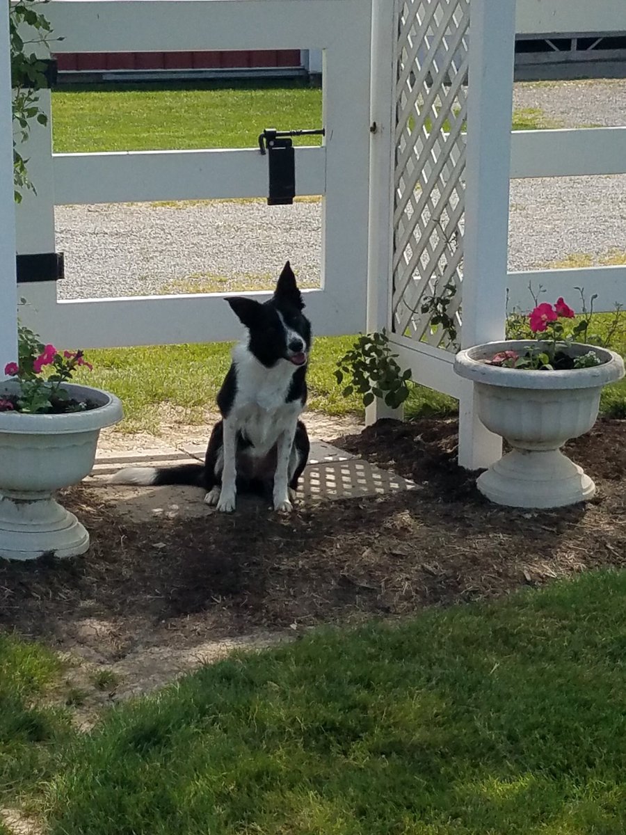 DelphosAnimal's tweet photo. “Chrissy” is always ready to do “chores” with Dr. John! So what do you get a Border Collie for her birthday? More sheep, of course!!
Happy 3rd Birthday, Chrissy!!🐑🎂 https://t.co/ohWIWBmtyI