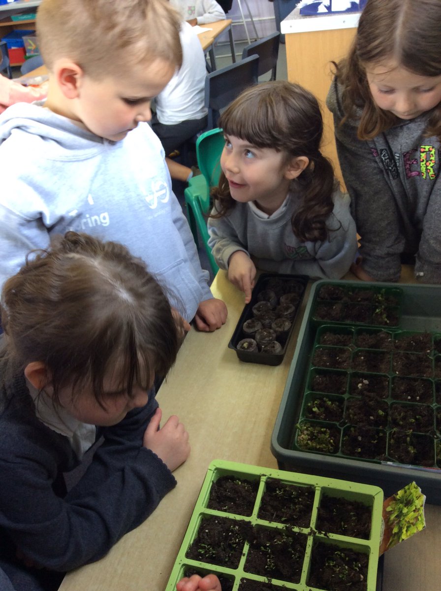 Room3woodside's tweet photo. Observing our growing trays, and we watched a video about the farmer ploughing, harrowing and sowing from @RNCI1 @Room3woodside @woodside_school @woodsideeco https://t.co/sKVUFjiTva