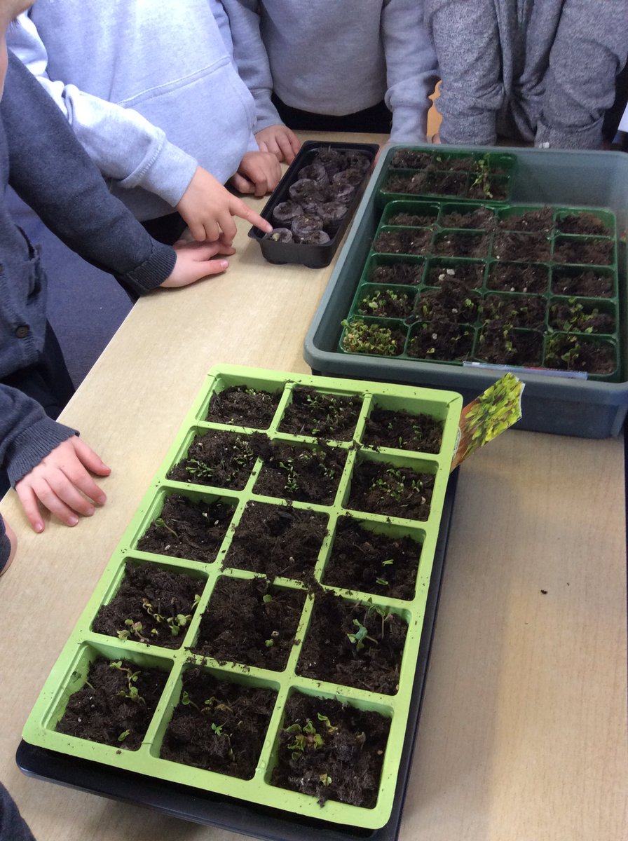 Room3woodside's tweet photo. Observing our growing trays, and we watched a video about the farmer ploughing, harrowing and sowing from @RNCI1 @Room3woodside @woodside_school @woodsideeco https://t.co/sKVUFjiTva