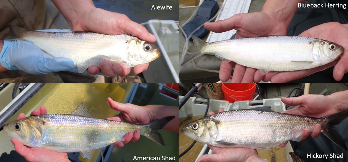 SERCfisheries's tweet image. As we wrap up our last week of #riverherring season, we want to highlight the &quot;Alosa Dream Team&quot; that landed a spot on our boat (R/V Alosa) this season. Stay tuned this week, while we highlight each of them! #ChesBay @SmithsonianEnv #Migratoryfish
