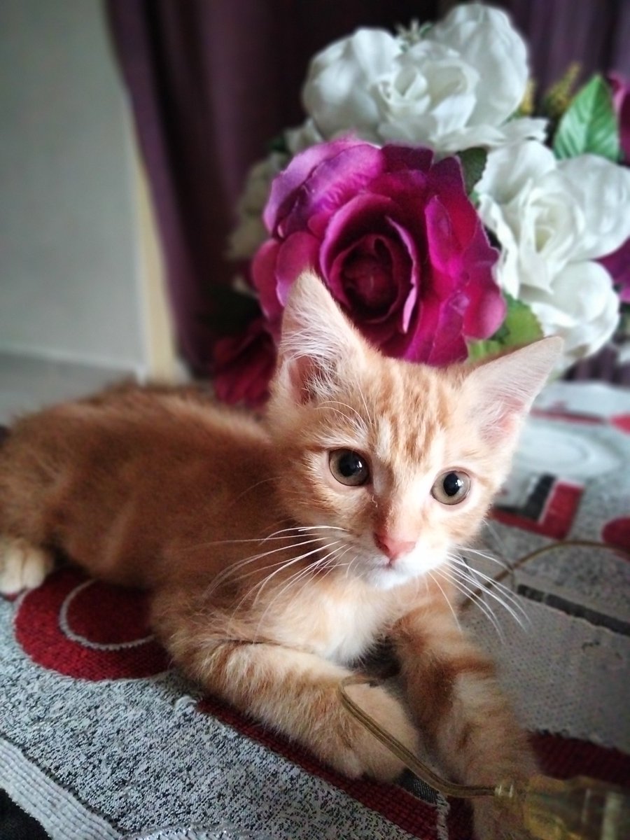 CitgulitaB's tweet photo. mr.didi in the house..plan petang ne...dok rumah je sebab sini pkpd....#4bulan https://t.co/eRq6jc4J8H