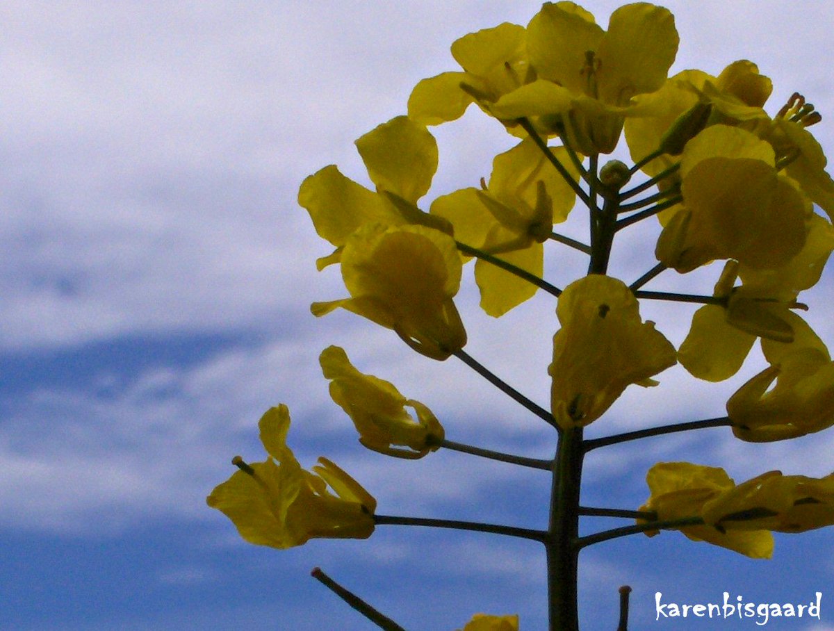 KarenBisgaard1's tweet photo. https://t.co/ltEJrg4eN0
#rapeseed #lightclouds #landscape #bluesky #spring21 https://t.co/WG0UUpUAn2