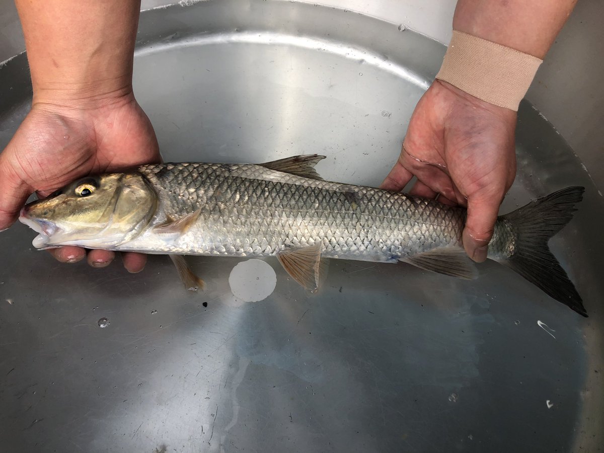 斧田 観賞 魚 センター