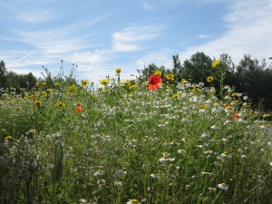 The weather lately means many of us haven't got round to mowing our lawn yet. If that's you, then how about you take part in #NoMowMay and <a href="/Love_plants/">Plantlife</a> #everyflowercounts survey: plantlife.org.uk/everyflowercou… <a href="/BumblebeeTrust/">Bumblebee Conservation Trust</a> <a href="/BuglifeScotland/">BuglifeScotland</a> <a href="/GreenActionT/">Green Action Trust</a> <a href="/GI_Scotland/">Green Infrastructure Scotland</a>