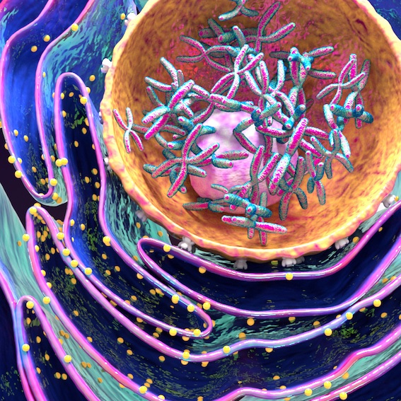 ImagenScience's tweet photo. Cells have real estate:
 
The #nucleus is an orange sphere containing the cell’s #DNA wrapped into chromosomes and condensed, as it would be when undergoing #cell division

Thank you @ScientificVisu1
Read more https://t.co/m0LvQJEuTD

#SciArt #sciencecomm https://t.co/TTUX5DTevm
