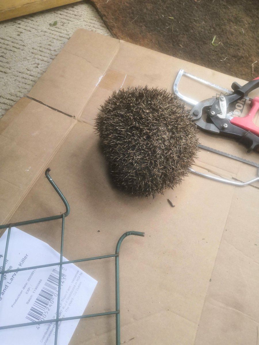 HardwareHoole's tweet photo. Unusual call-out this morning! Thankfully had the right tools. He seems OK but a trip to hedgehog hospital to check him out. 
A useful reminder to please be careful what you leave lying around in your garden.. https://t.co/xXjlHf97NY