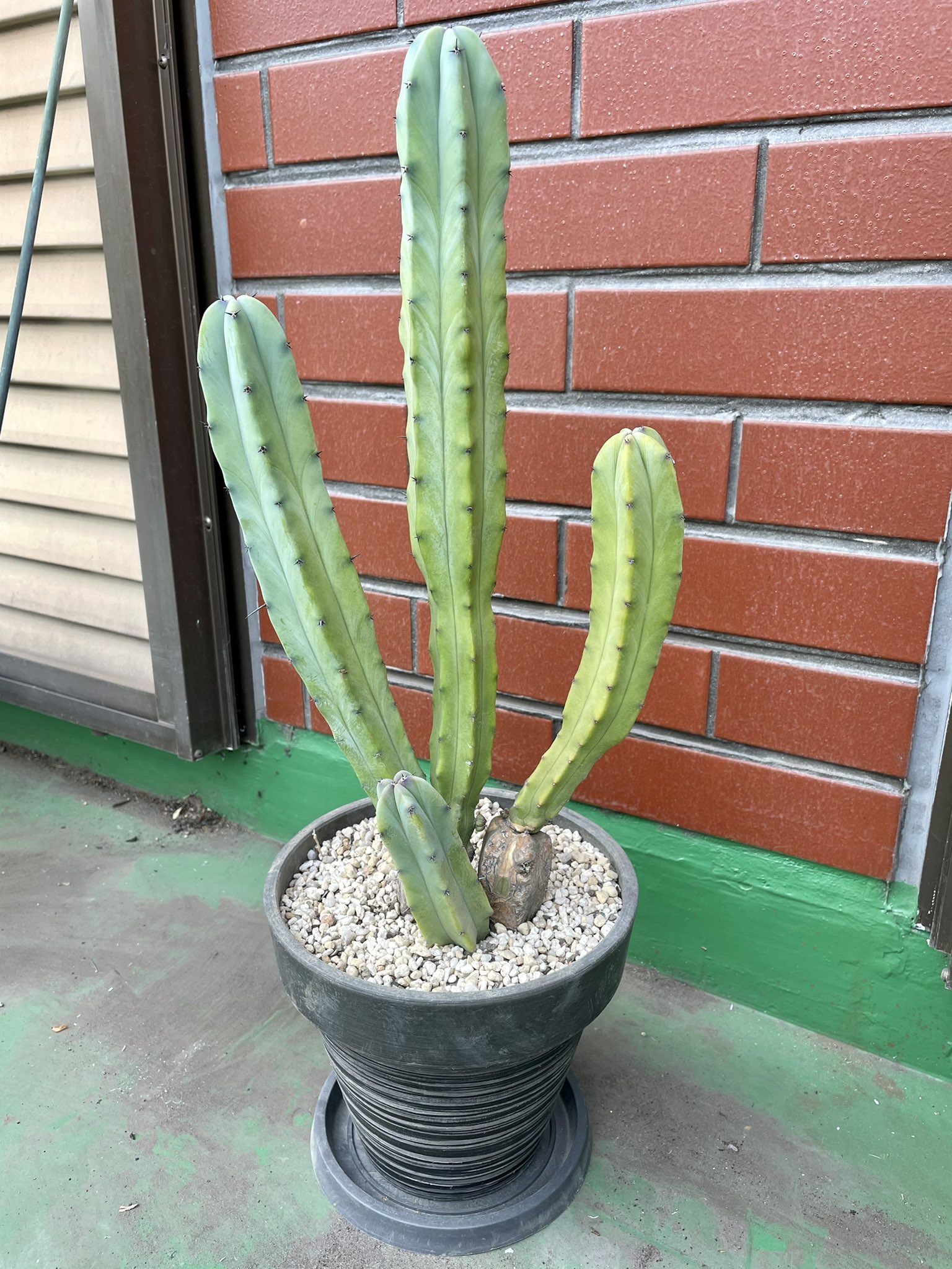تويتر Hideaki Saito على تويتر お気に入りのサボテン 立派になってきたので植え替え が 買ってきた鉢がちょっと小さかったか T Co 586vtc4nm9