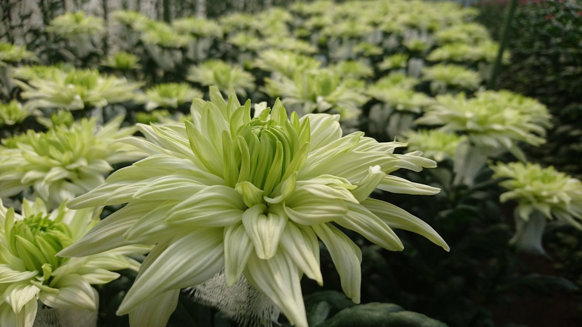 フローラ平山 大崎市鹿島台 暑くなってくると 涼しげなカラーが欲しくなりますね 花弁が傷みやすいので 丁寧に丁寧に 品種 ロカライム 菊 キク マム スプレーマム ディスパッドマム フローラ平山 大崎市鹿島台 花をこころのインフラに