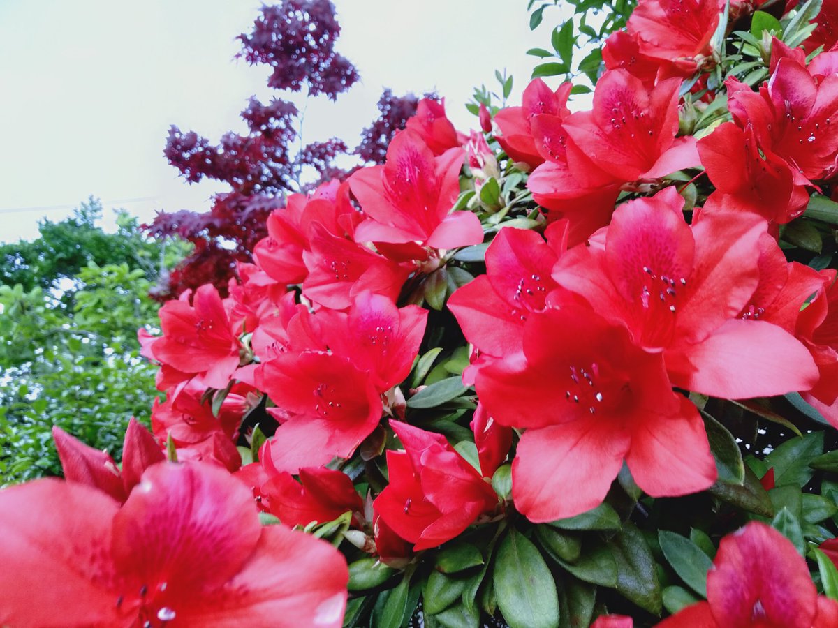 にわんず 遅れて咲いてくるこの赤いツツジ うまく撮れないけど奥の紅葉と赤がリンクして好きなの 前の住人は赤 が好きだったのかも なんて名前のツツジなのかなあ ツツジ サツキ 紅葉 庭づくり