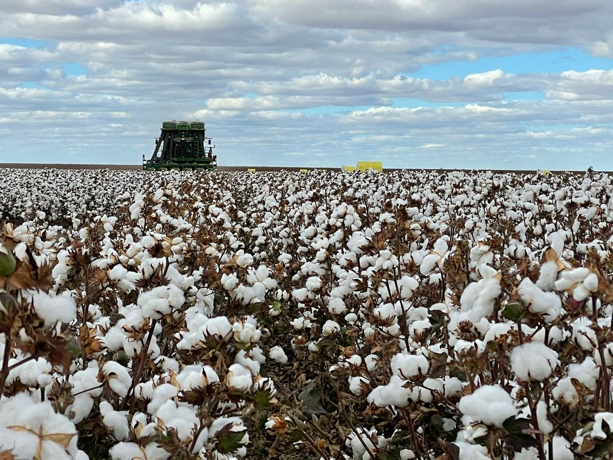 AlliedGrain's tweet photo. βThe best time of year β picking Aussie cotton.β
Beautiful shots by #MatesInGrain star @em_ayliffe with @summitagconsult π
Whoβs picking #cotton? Tag us in your photos to feature!π #cottonaustralia #auscotton https://t.co/YJ8wgOcQOr