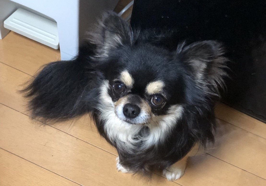 helloMozzy's tweet image. お犬ちゃんの看護が終わって寂しいけれどTLから元気をもらって徐々に日常生活に戻ってきてます。お犬ちゃん、退院後しかワガママ言わなくて、それ以降はちゃんとご飯食べてえらいこだったよ～😌最後の日までしっかり食べて歩いてよく頑張った！皆さんのペットちゃんも健康であれ🙏
