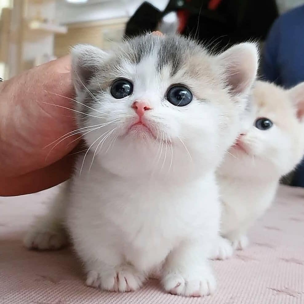 RodgerSchulist's tweet photo. @kittykattoken  #kittykattoken https://t.co/6BmBNTbBR2