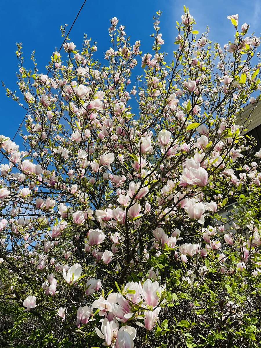 RitaTainola's tweet image. Helsinki #spring21 #magnolia