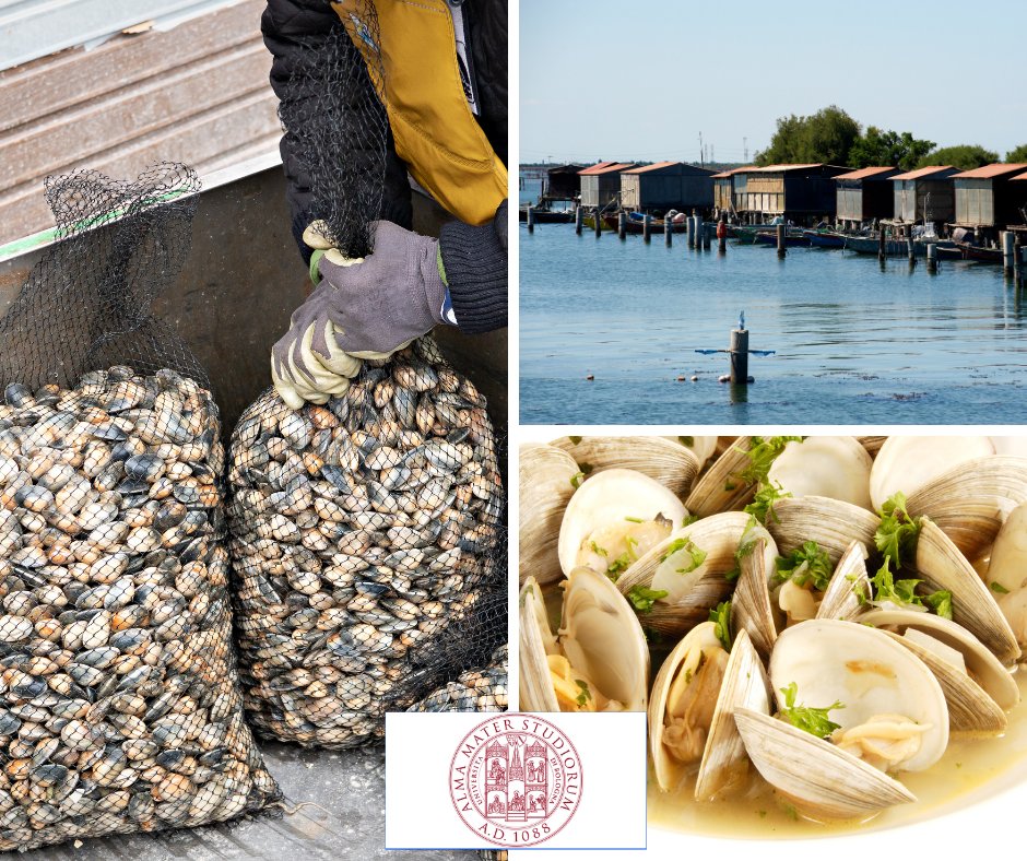 _Prizefish_'s tweet photo. Clam fishing in Italy is characterized by the existence of management consortia. Fourteen consortia currently work along the Italian coasts, twelve of which in the Adriatic Sea. 
#clams #fishing #consortium https://t.co/yFKc27mUfd