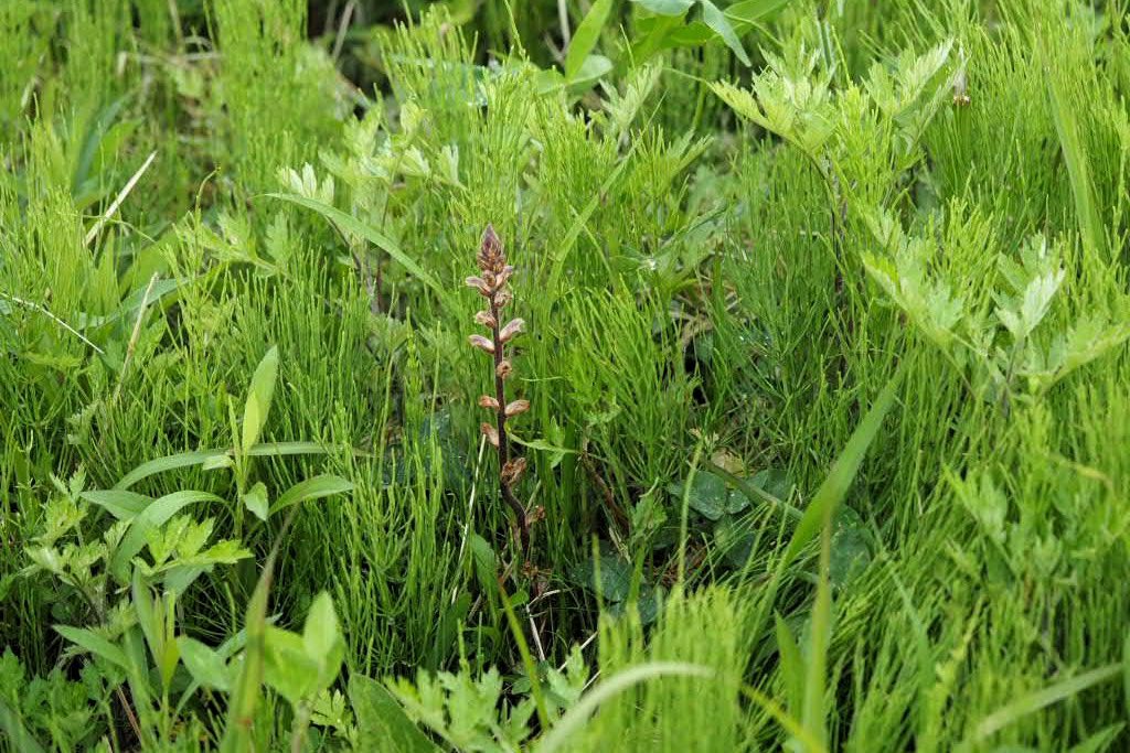 ぐり Matsutakedon Twitter