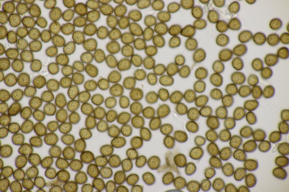 RPilze's tweet photo. Ustilago salweyi ex Holcus lanatus
#Ustilagosalweyi #Ustilago #smut #smutfungus #Brandpilz #Brand #Holcuslanatus #Holcus #WolligesHoniggras #Yorkshirefog #Houlquelaineuse #mushroom #mushrooms #fungus #fungi #pilz #pilze #champignons #champignon #nature #natur https://t.co/601jJ8exOb