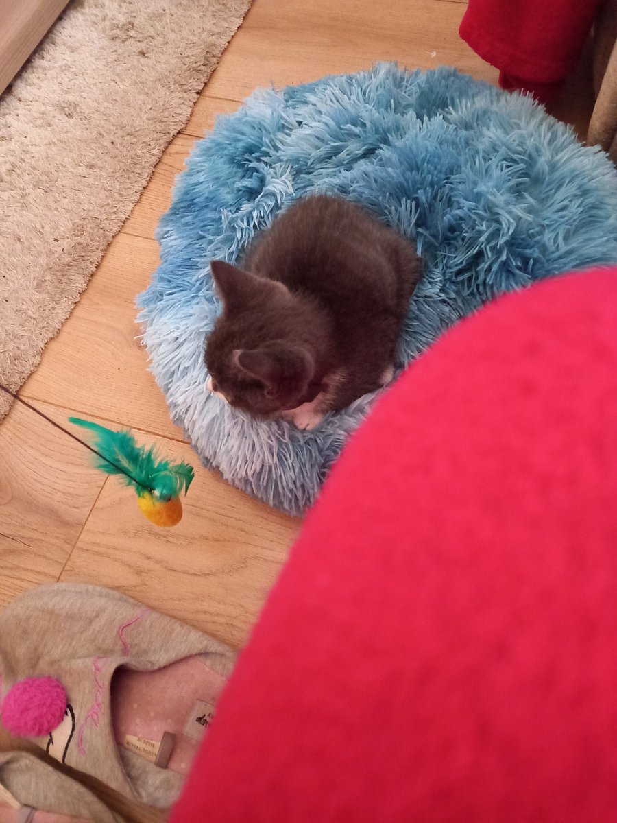 DanhausenKitten's tweet photo. I have a busy morning, exploring.
Now sleeping 
#kitten
#kittensoftwitter
#kittenadventure https://t.co/kSjwHatggp