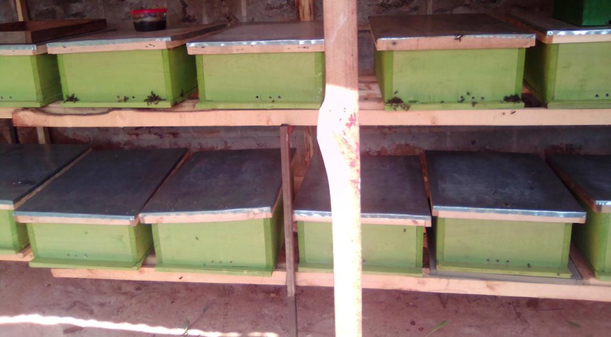 benard_kiruthu's tweet photo. 🤔Should I feed Bees🐝??
Yes you should‼️ ⚠️But HOW and WHEN are very important! #sustainable #Bee_keeping #Save_the_honey_bees 0703433155 @Farm_Pesa @IrriHub @mkulimayoung @rodgers_kirwa @FarmKenya254 @CalebKaruga @farm_ke https://t.co/Fmd62P8U7b