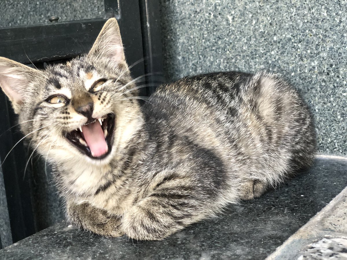 arefwillarrive's tweet photo. 🤏🏽🐈 https://t.co/0jvP0M0wfK