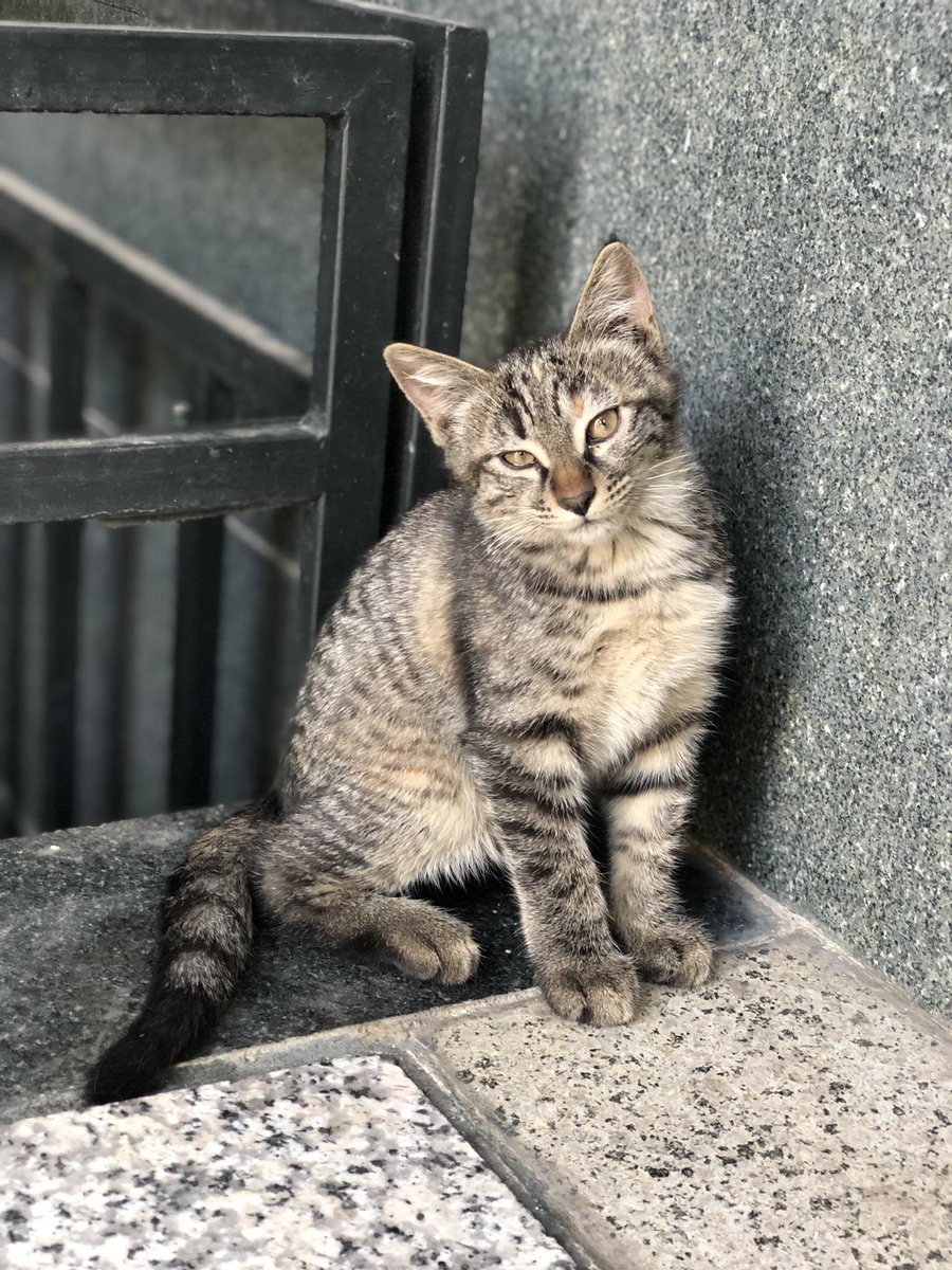 arefwillarrive's tweet photo. 🤏🏽🐈 https://t.co/0jvP0M0wfK