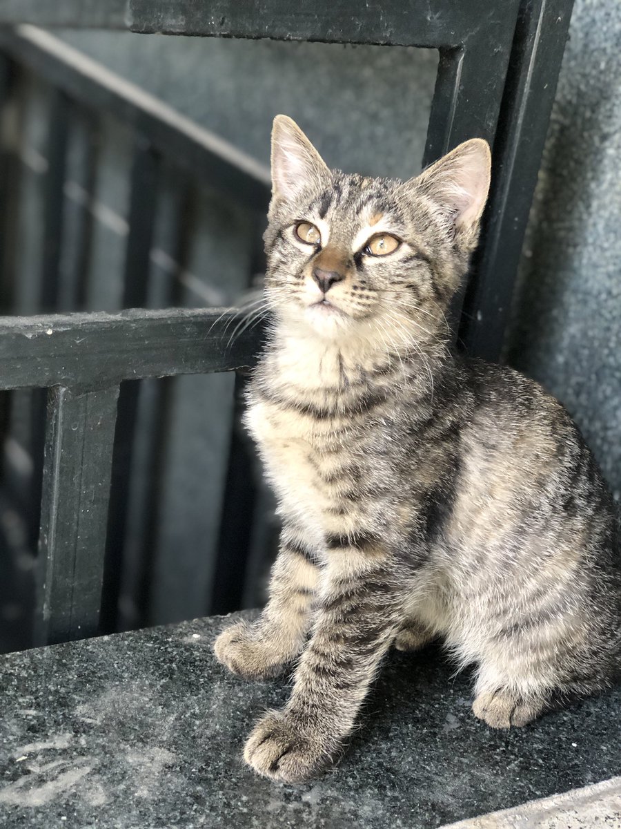arefwillarrive's tweet photo. 🤏🏽🐈 https://t.co/0jvP0M0wfK