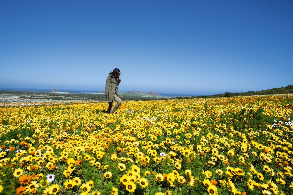 CapeQuagga's tweet photo. #Experience the #weskus #visitNWC #wildflowers with #CAPE Quagga #adventures and #discoverctwc the #artistjourney #rockart #outdoors #nature #seafood #culture #heritage #ShareSouthAfrica 

Photo Credit: @discoverctwc @gotosouthafrica https://t.co/SFBKX9UGla