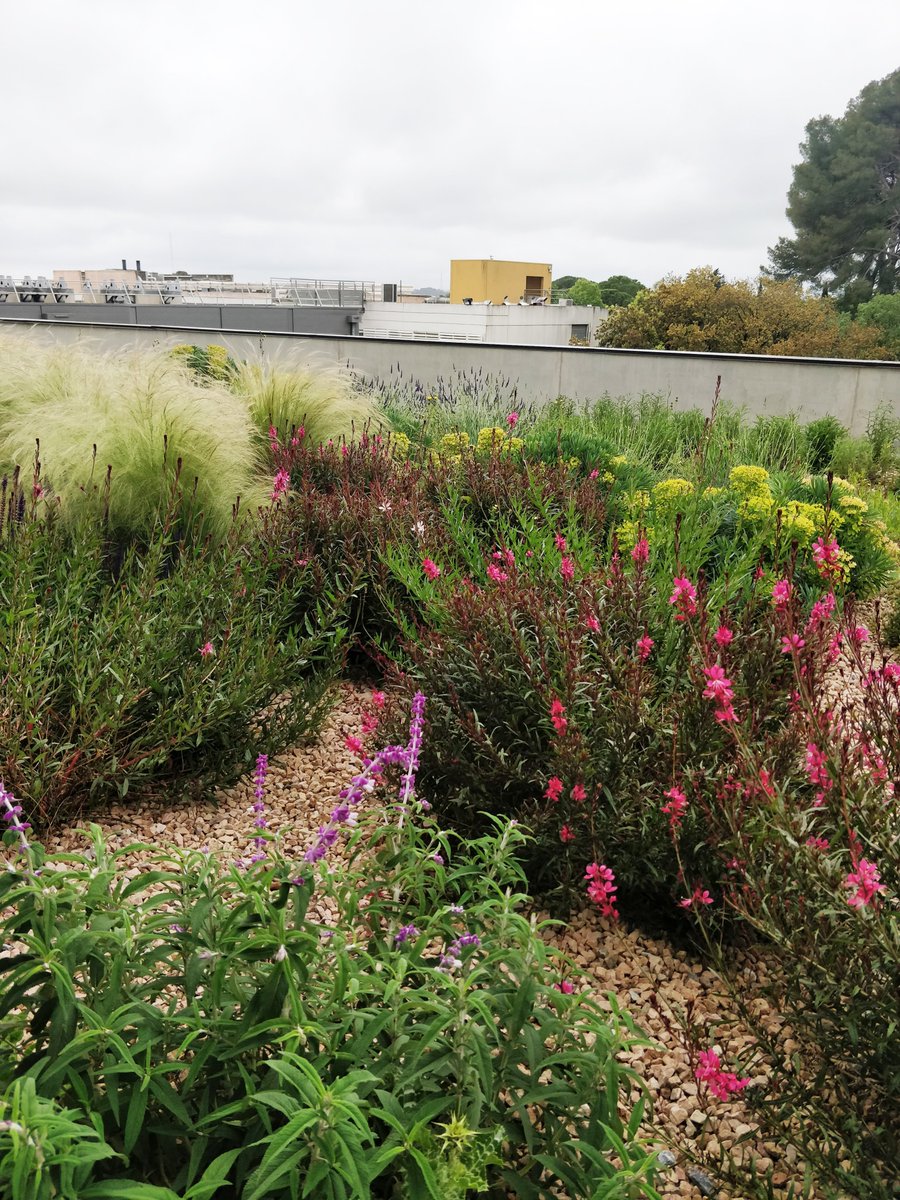 FPaysage's tweet photo. Pôle chimie Balard à Montpellier – CNRS
C’est le printemps à Montpellier (et bientôt la fin du chantier😎) !!
Reichen et Robert et Associés, Architectes
Oteis, Bureau d’étude et économiste
AtFP, Maîtrise d'œuvre des espaces extérieurs https://t.co/nXGb2OggzJ
