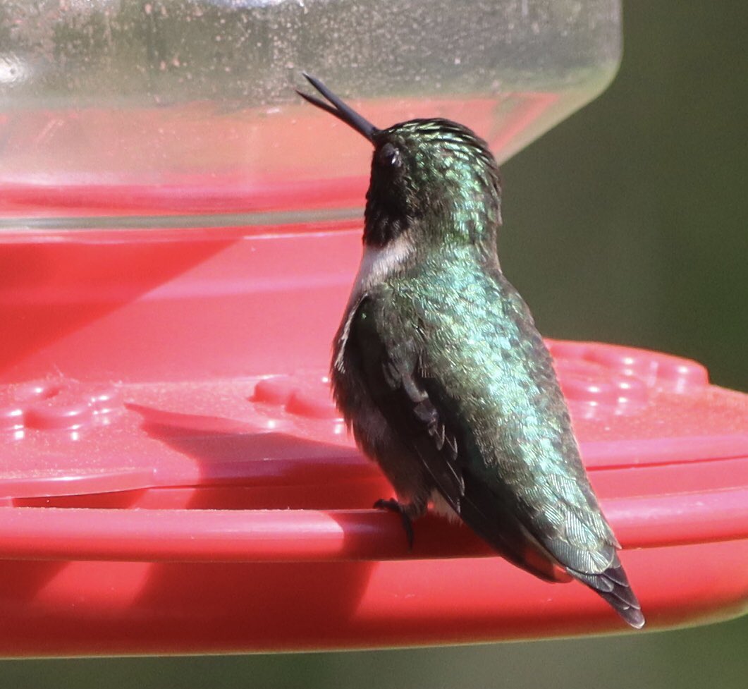 CatharineYogi's tweet photo. Welcome #Tuesday ❤️ lady Hummingbird, in between sips! Love her beak ❤️ #hummingbird #hummingbirds #redthroatedhummingbird #bird #bird #birding #birdwatching #birdwatcher #birdphotography #NaturePhotography #naturelovers #TwitterNatureCommunity ❤️ https://t.co/k29pCjx9d1