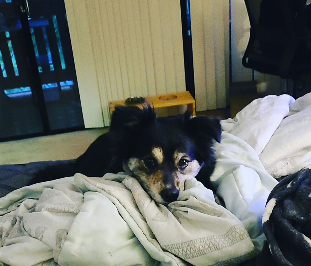 Wonderlandfall1's tweet photo. Sadie says "Daddy left, am sad doggo now" https://t.co/mUfcYpFHQY